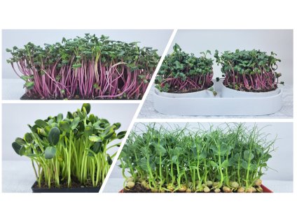 pestebni sada microgreens zepredu set zacatecnik