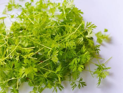 mrkev seminka microgreens