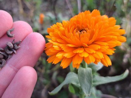 mesicek lekarsky seminka semena