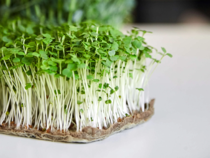 rukola seminka microgreens mikrobylinky