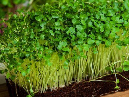 cerna toskanska kapusta seminka microgreens mikrobylinky