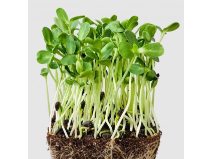 seminka microgreens slunecnice