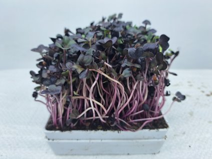 redkvicka red rambo sango microgreens seminka