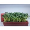 pestebni sada microgreens set 3ks 1