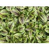 stovik krvavy red veined sorrel microgreens detail