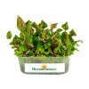 stovik krvavy red veined sorrel microgreens seminka vanicka