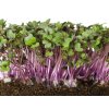 cervene zeli microgreens