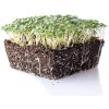 horcice bila microgreens