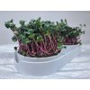 pestebni sada microgreens pohled zleva
