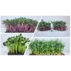 pestebni sada microgreens zepredu set zacatecnik
