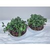 pestebni sada microgreens pohled zhora