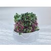 pestebni sada microgreens pohled z boku