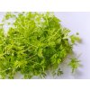 mrkev seminka microgreens