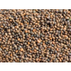 rukola seminka microgreens mikrobylinky detail