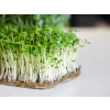 rukola seminka microgreens mikrobylinky