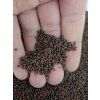 cerna toskanska kapusta seminka microgreens