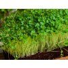 cerna toskanska kapusta seminka microgreens mikrobylinky