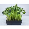 slunecnice microgreens seminka