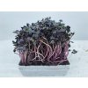 redkvicka red rambo sango microgreens seminka