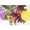 Orchidea kaspó Miltonia 1,58 L, természetes beltéri megjelenéssel