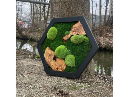 Mechový obrázek hexagon