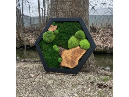 Mechový obrázek hexagon