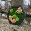 Mechový obrázek hexagon