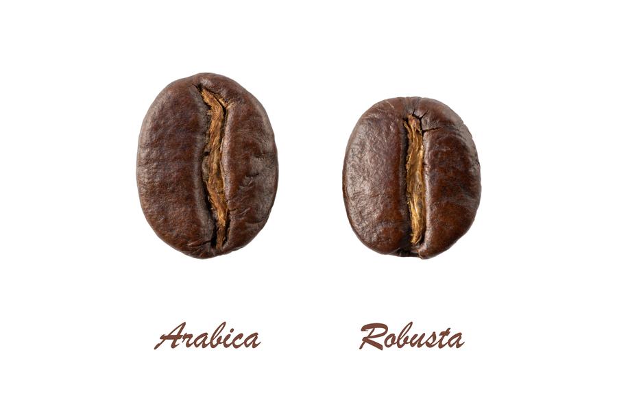 Arabica a robusta – srovnání kávových zrn