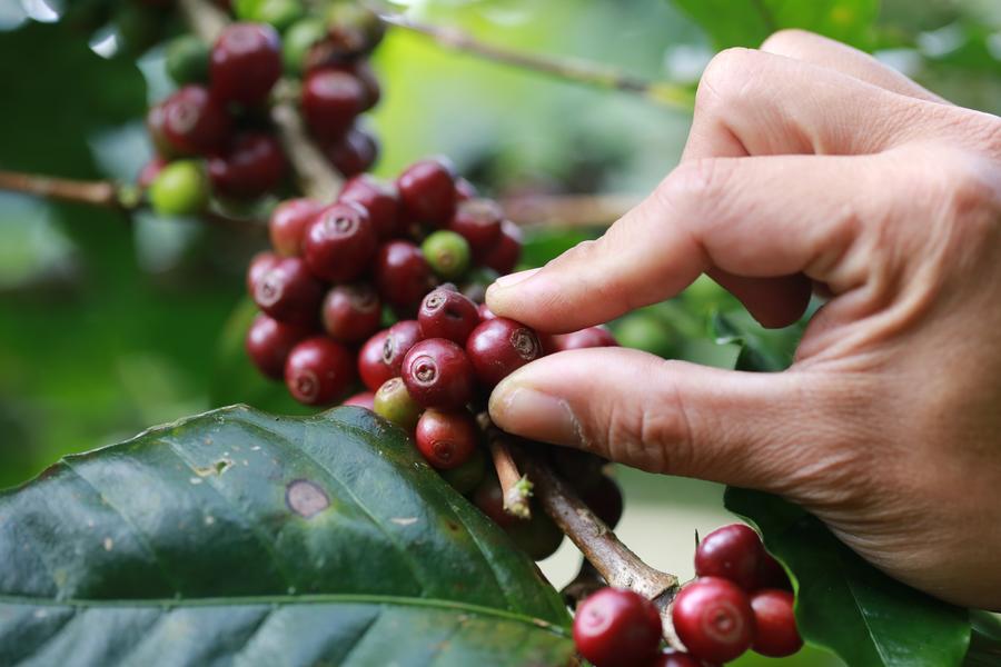 Co znamená fairtrade káva – sklizeň kávových plodů