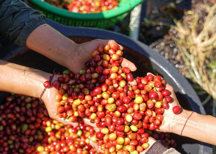 Ruce s čerstvě sklizenými kávovými třešněmi – fairtrade původ