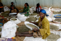  Ruční třídění kávových zrn