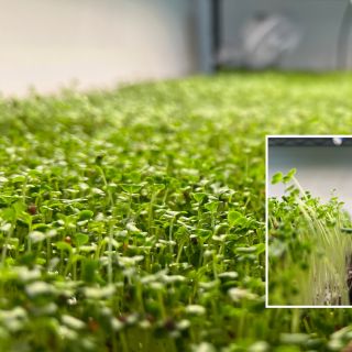 Jak pomáhá brokolice v prevenci proti nádorovým onemocněním? Brokolice obsahuje sulforafan, který pomáhá potlačovat růst...