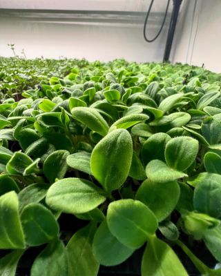 Chlupatá slunečnice?😱 Ne, tohle je brutnák. Od září se jednou za čas objevuje ve směsích v rámci předplatného. 🌱 Chutí...