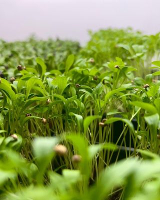 Koriandr 🌱 #mikrolistky #microgreens