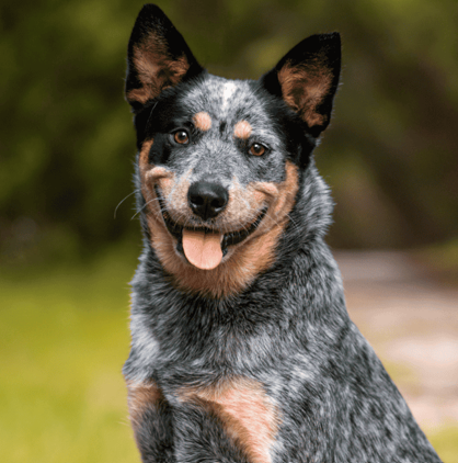 🐶 Austrálsky dobytkársky pes (Blue Heeler)