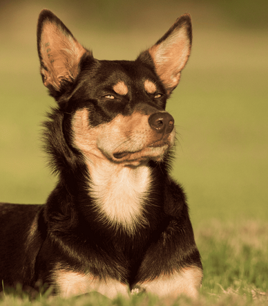 🐶Austrálsky kelpie – energický pastier s obrovským srdcom