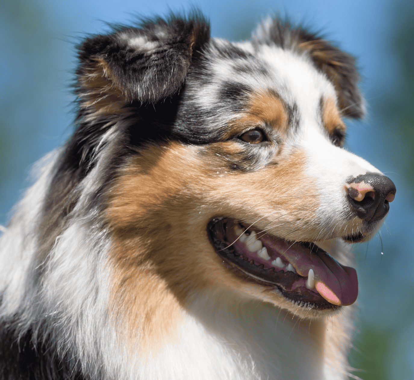 🐶Austrálsky ovčiak – energický génius s veľkým srdcom