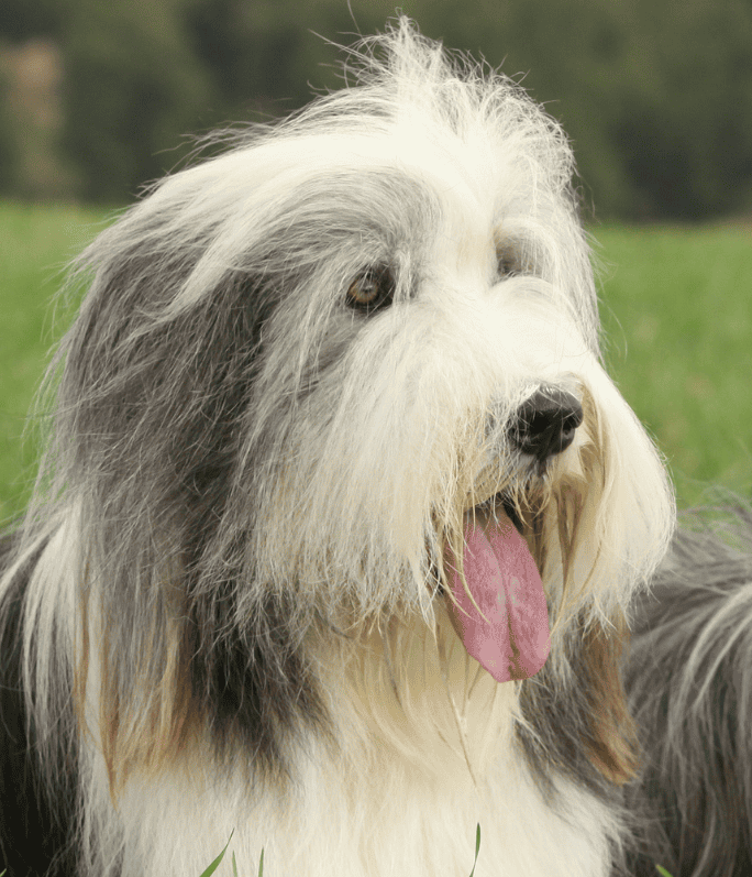 🐶Bearded Collie - Veselý chlpáč s veľkým srdcom a ohromnou energiou