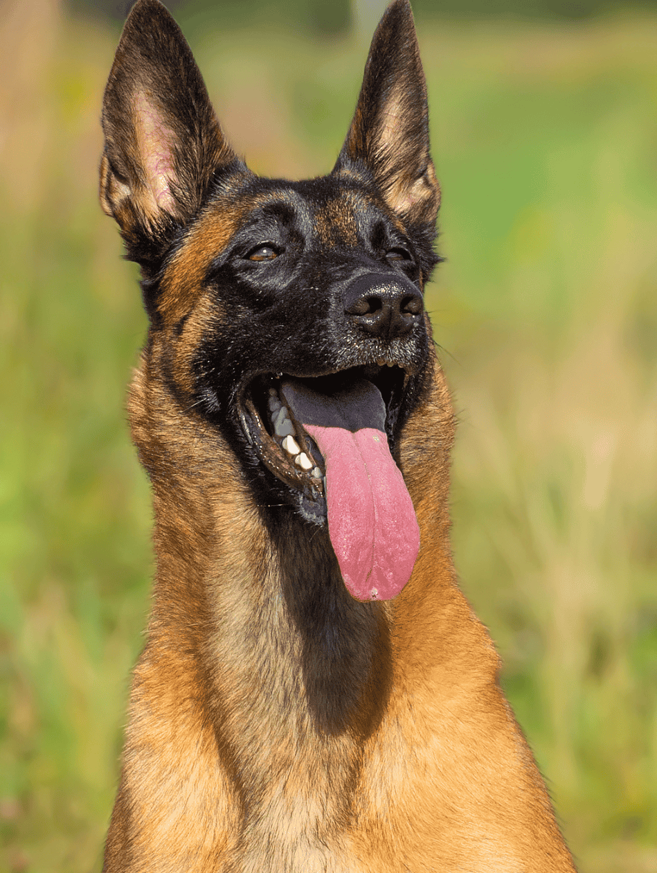 🐶Belgický ovčiak – elegantný strážca s ohnivým srdcom