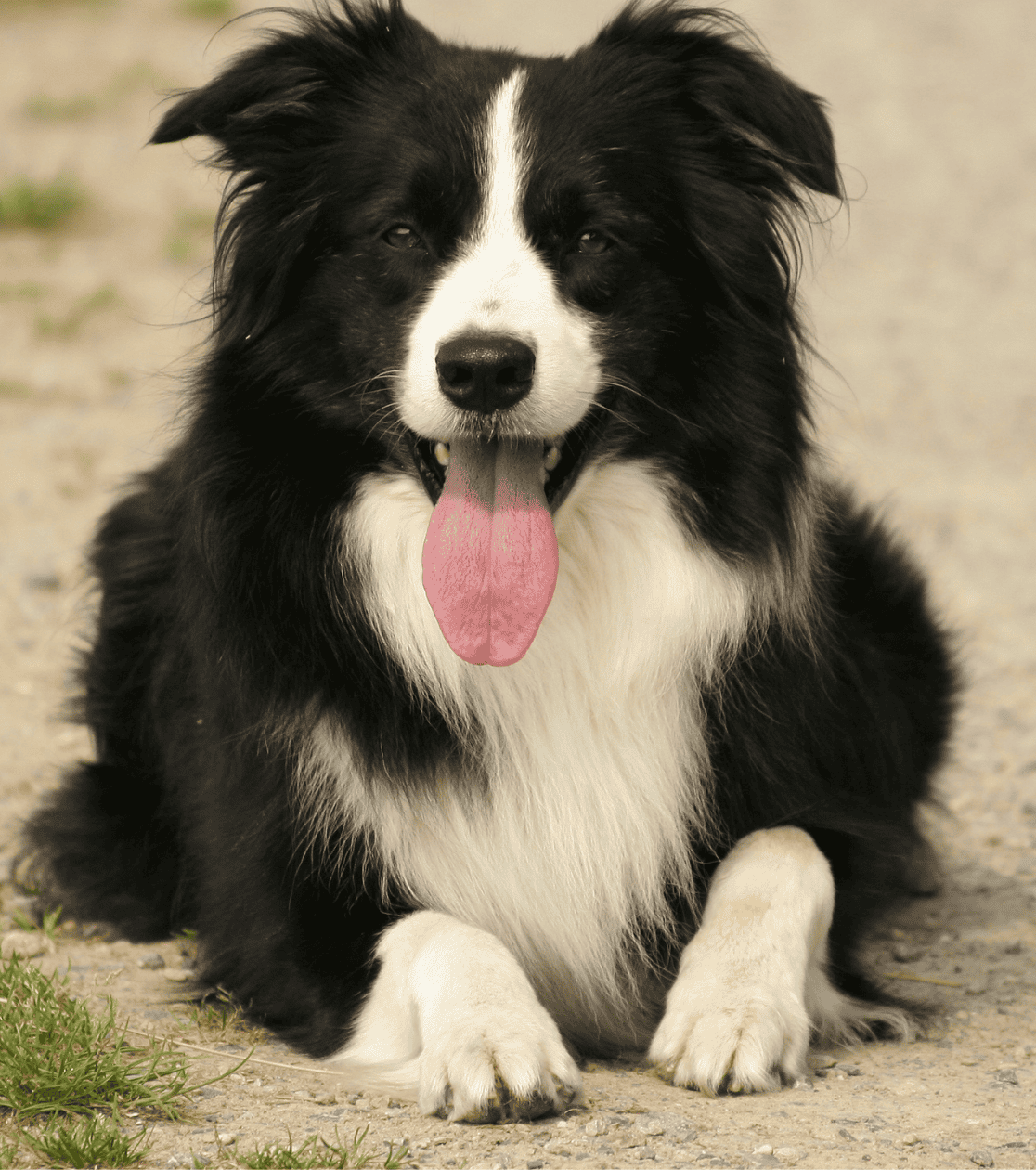 🐶 Border Kólia - Najinteligentnejší pes sveta