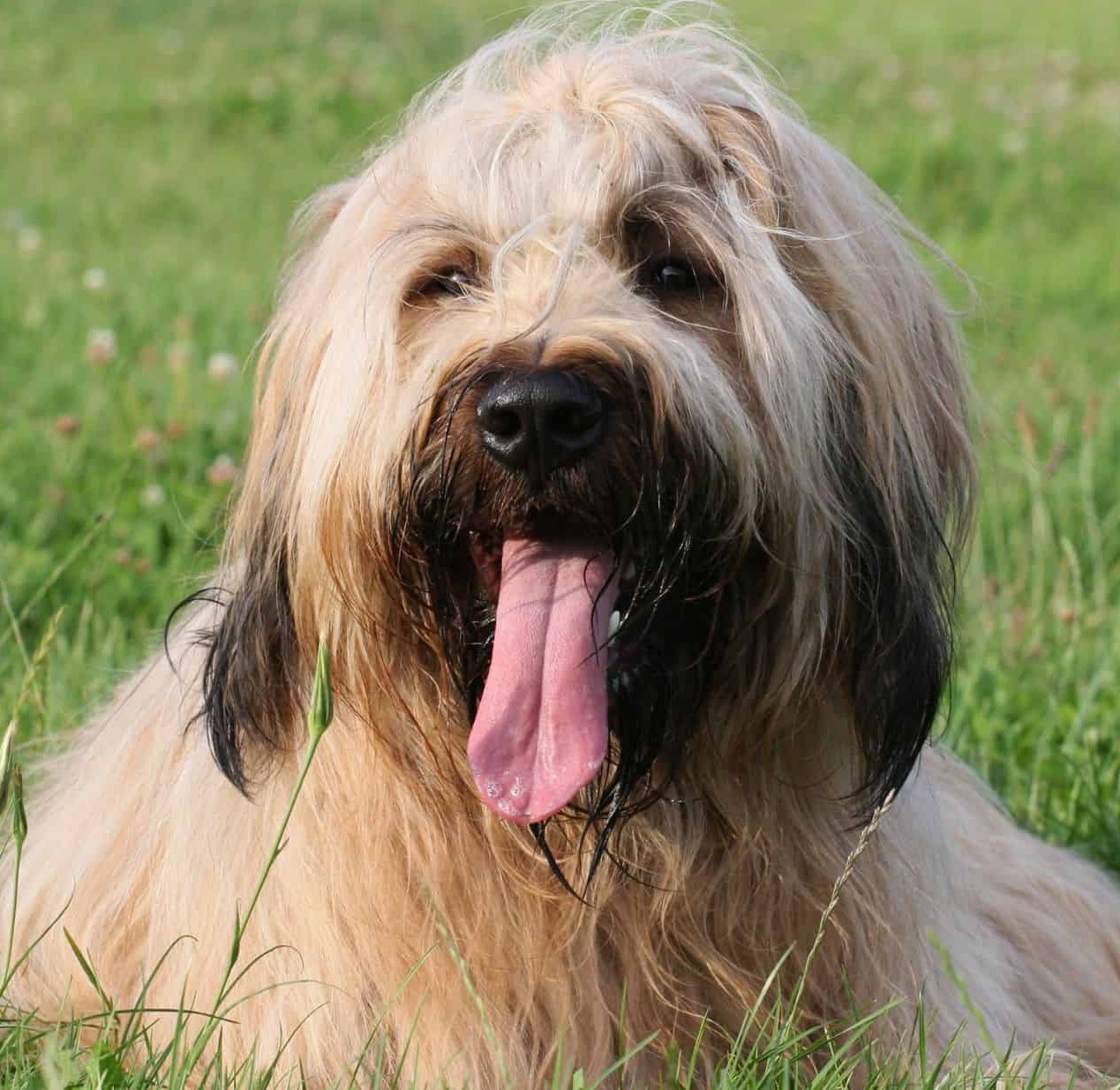 🐶 Briard - Francúzsky elegán s dušou ochrancu