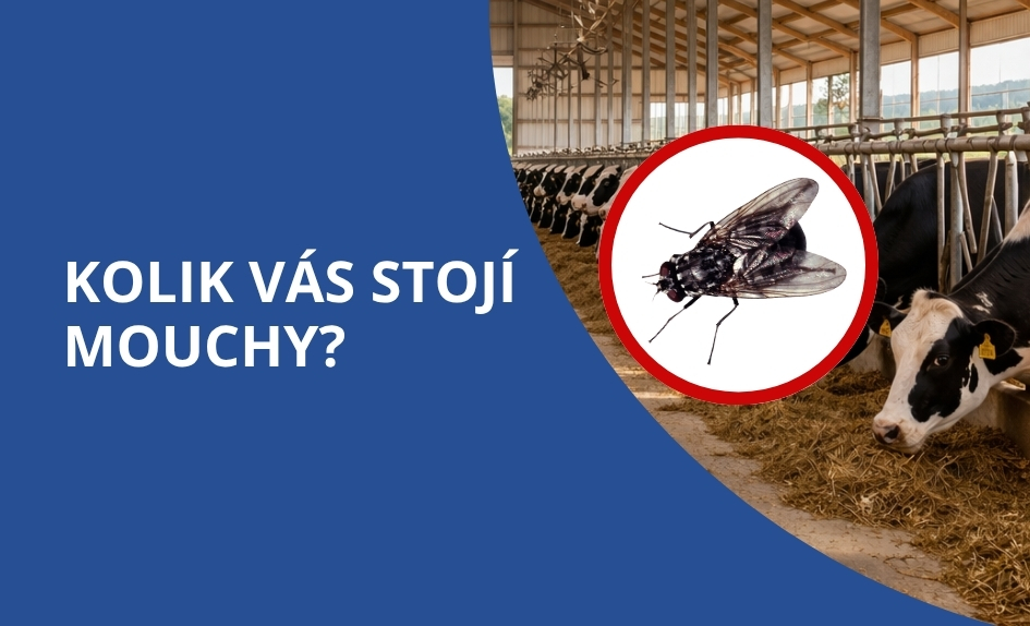 Mouchy na mléčné farmě: Jak skrytý problém snižuje produkci mléka a ohrožuje stádo