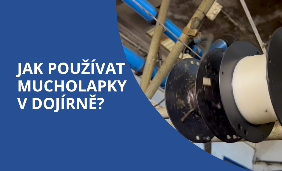 Mucholapky v dojírnách i stájích: ochrana proti mouchám