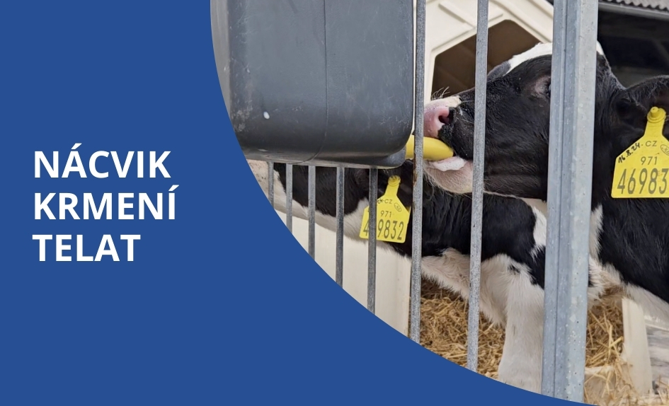 Jaký struk, dudák nebo cucák zvolit u nově narozených telat nebo v případě přechodu na systém Milk Bar?