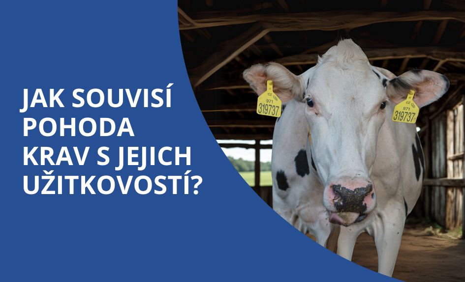 Moderní péče o skot: Proč zavést nízkostresovou metodu v chovu?
