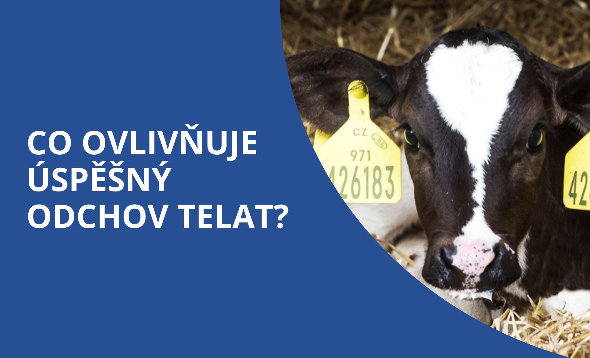Efektivní odchov telat: proč dnes nestačí jen „nějak odkrmit mléko“
