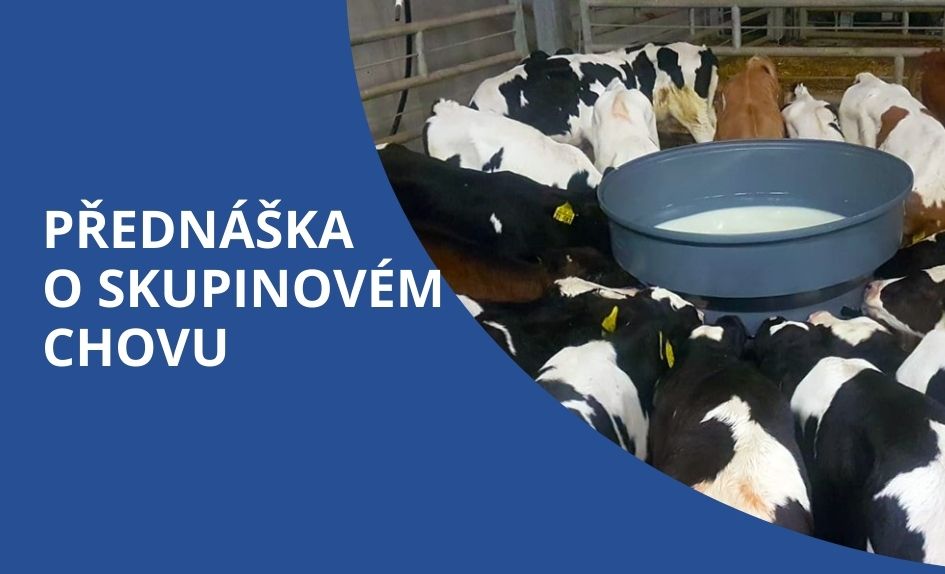 Přednáška: Skupinový odchov telat
