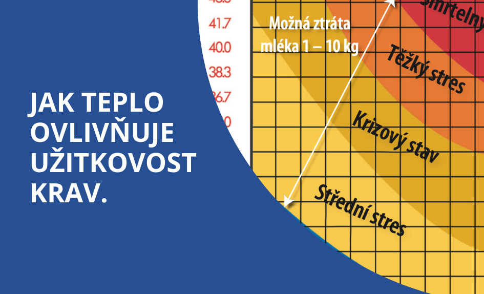 Tepelný stres u krav: Jak ovlivňuje užitkovost a jak ho řešit výživou s Diamond V Original