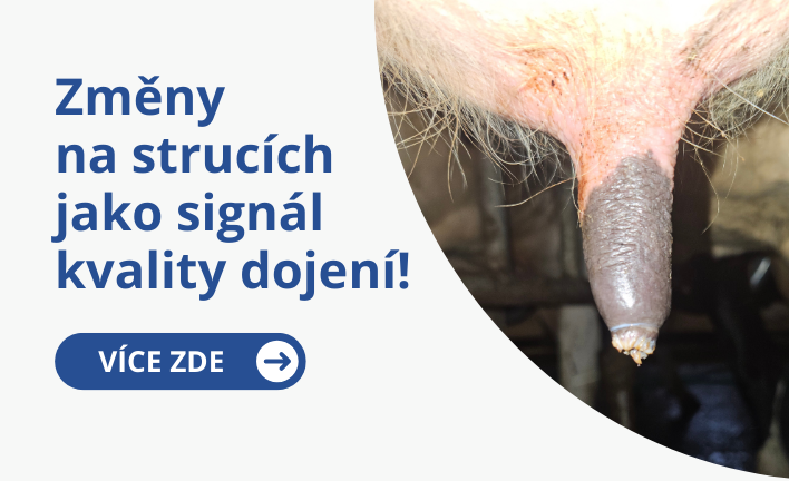 Změny na strucích jako signál kvality dojení
