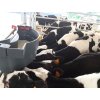 MilkBar napajeci box 6struku 36l krmeni 1